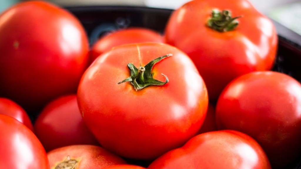 Adakah Lumut Gambut Baik Untuk Tomato